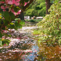 <b>"Bluetenblaetter"</b><br />La Primavera, April 2007<br />Werksnummer: Flne_005_014<br /><br /> Bluetenblaetter