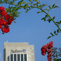 <b>"Radisson"</b><br />L'Estate, August 2007<br />Werksnummer: Flne_006_083<br /><br /> Radisson