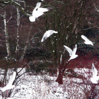 <b>"Anflug im Kontrast"</b><br />L'Inverno, Januar 2010<br />Werksnummer: Flne_014_0070<br /><br /> Anflug im Kontrast