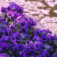 <b>"Blueten-Sinfonie"</b><br />La Primavera, April 2007<br />Werksnummer: Flne_005_0137<br /><br /> Blueten-Sinfonie