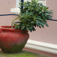 <b>"Schief"</b><br />Hamburger Riviera -<br /> Mont Suell,<br /> Suellberg,<br /> Juli 2004<br />Werksnummer: MS0060<br /><br /> Schief