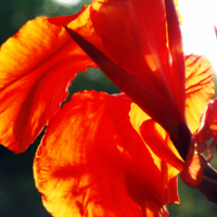 <b>"Lichtgestreichelt"</b><br />L'Estate, August 2007<br />Werksnummer: Flne_006_0121<br /><br /> Lichtgestreichelt