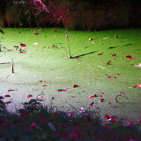 <b>"Rot-Gruen"</b><br />Wilhelmsburg,<br /> Kuckucksteich,<br /> September 2006<br />Werksnummer: Flwi_011_0114<br /><br /> Rot-Gruen