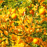 <b>"Happy Orange"</b><br />L'Autunno, Oktober 2006<br />Werksnummer: Flne_004_0025<br /><br /> Happy Orange