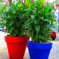 <b>"Topfduett"</b><br />Bahnstraße,<br /> August 2022<br />Werksnummer: WB0010<br /><br /> Topfduett