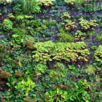 <b>"Kleinstadtdschungel"</b><br />Fassadengarten, Am Stern, <br />August 2022<br />Werksnummer: WB0020<br /><br /> Kleinstadtdschungel