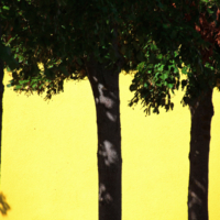 <b>"Bäume vor gelber Wand"</b><br />Kirchstraße,<br /> August 2022<br />Werksnummer: WB0260<br /><br /> Bäume vor gelber Wand